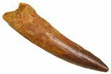 Fossil Spinosaurus Tooth - Real Fossil Tooth #370709-1